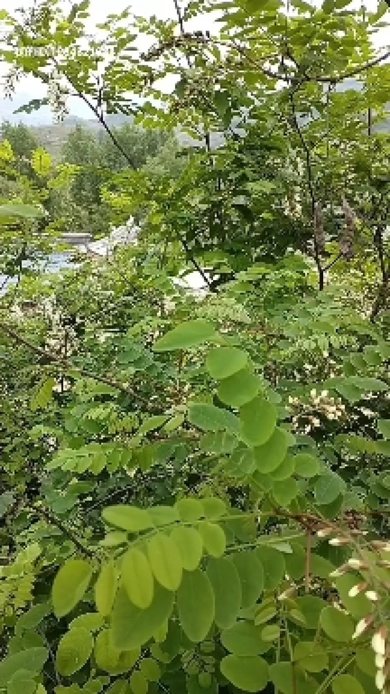 洋槐花花苞大量出售，有要的老板联系我。