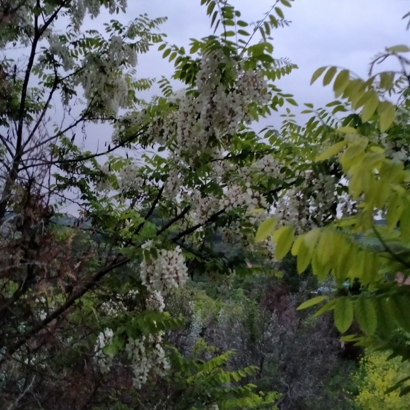 洋槐花花苞大量出售，有要的老板联系我。