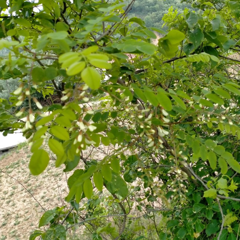 洋槐花花苞大量出售，有要的老板联系我。