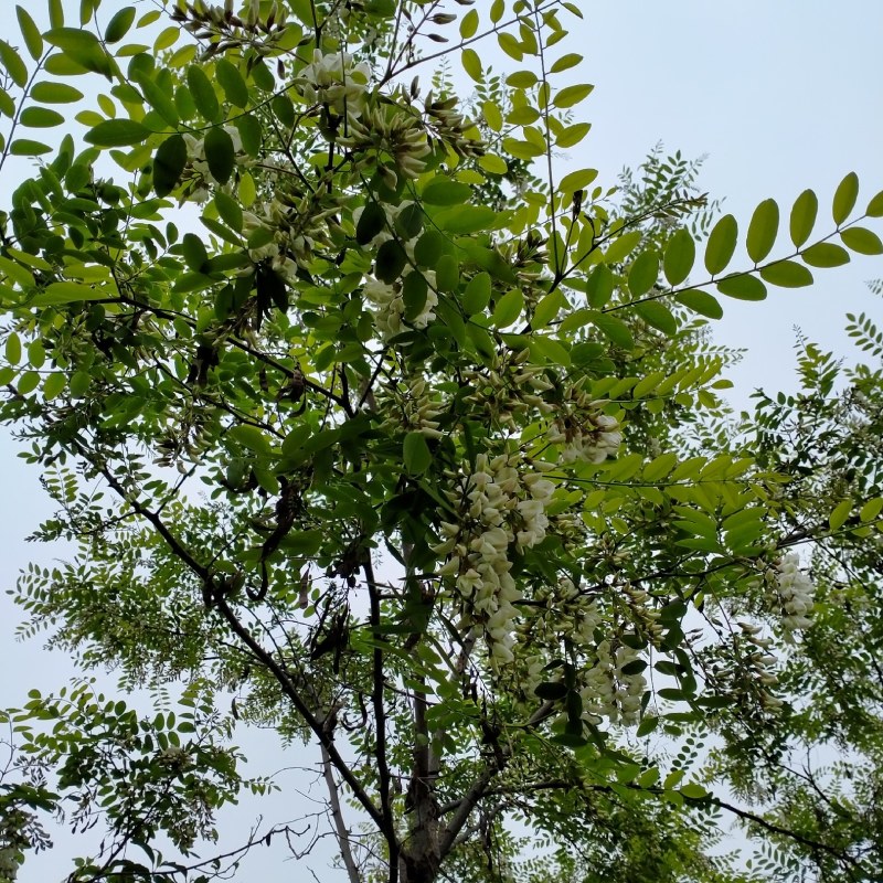 洋槐花花苞大量出售，有要的老板联系我。