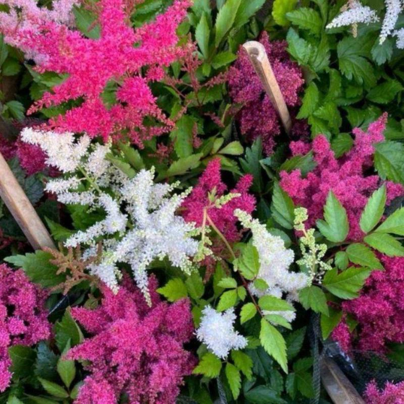 落新妇盆栽带花阳台庭院花卉植物四季常青