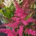 落新妇盆栽带花阳台庭院花卉植物四季常青