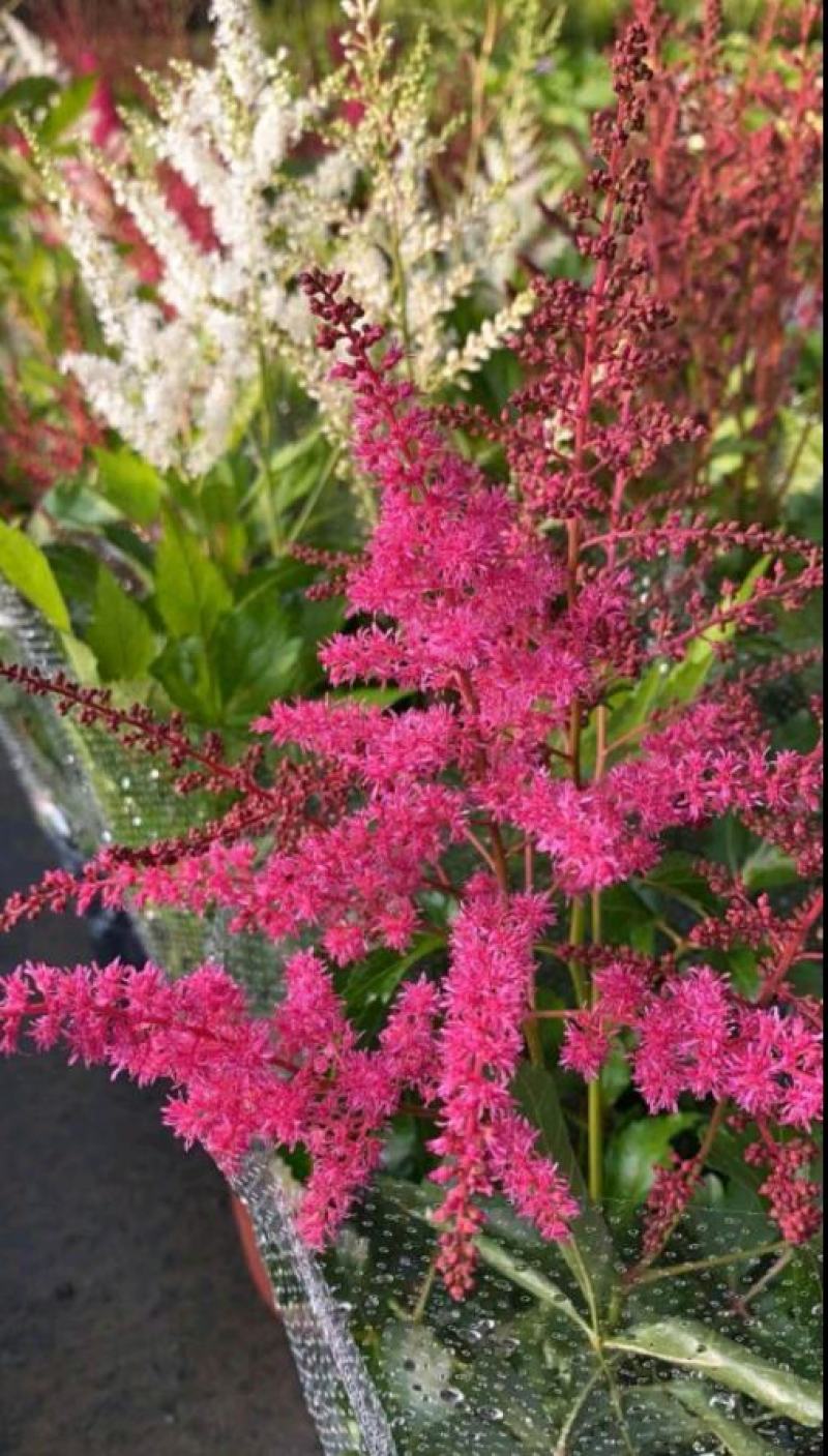 落新妇盆栽带花阳台庭院花卉植物四季常青