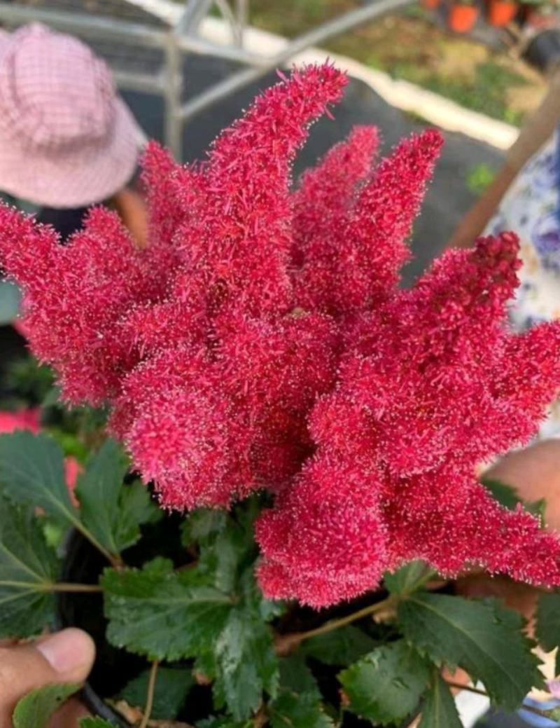 落新妇盆栽带花阳台庭院花卉植物四季常青