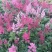 落新妇盆栽带花阳台庭院花卉植物四季常青