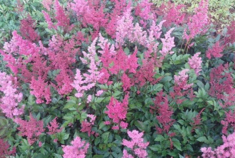 落新妇盆栽带花阳台庭院花卉植物四季常青