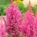 落新妇盆栽带花阳台庭院花卉植物四季常青