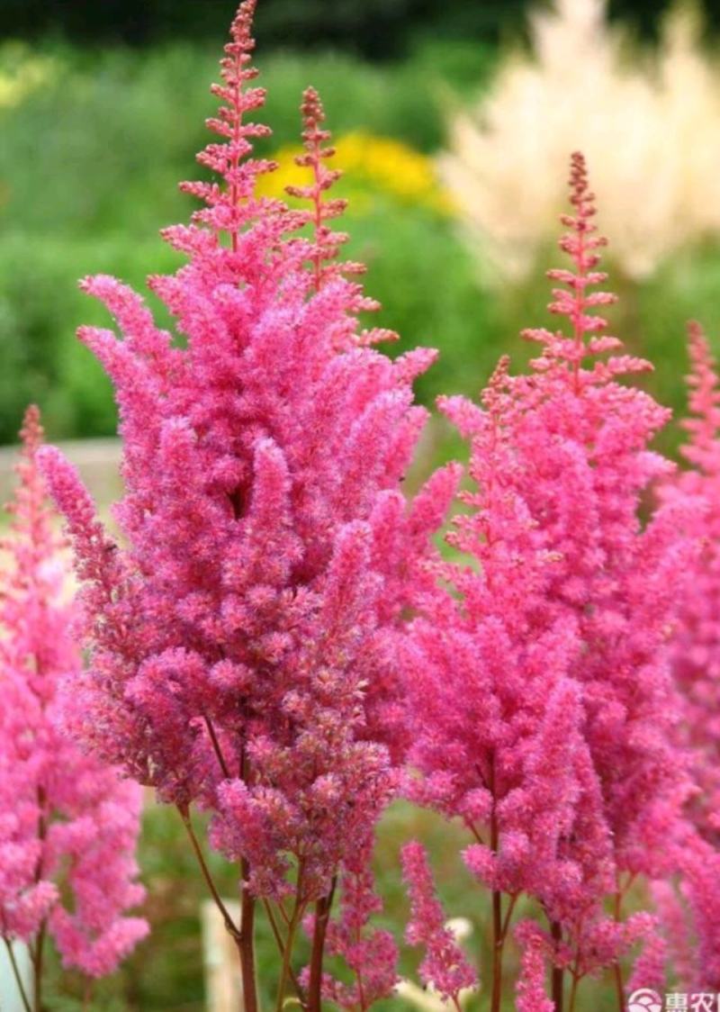 落新妇盆栽带花阳台庭院花卉植物四季常青