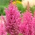 落新妇盆栽带花阳台庭院花卉植物四季常青