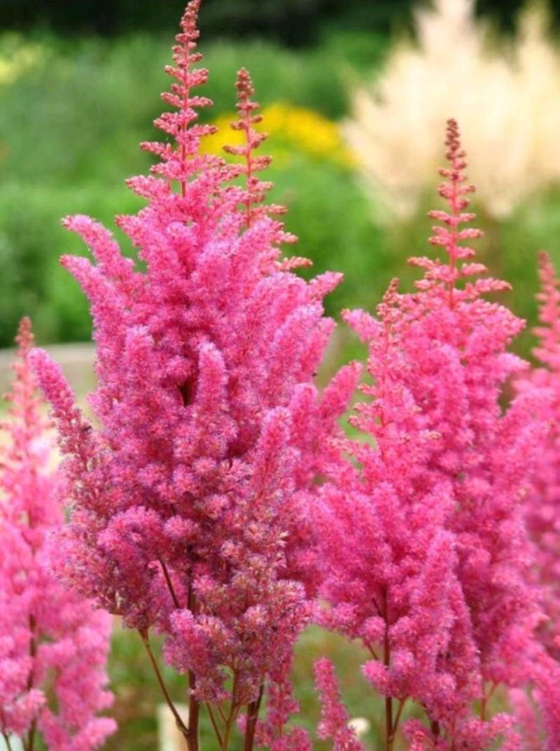 落新妇盆栽带花阳台庭院花卉植物四季常青