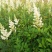 落新妇盆栽带花阳台庭院花卉植物四季常青