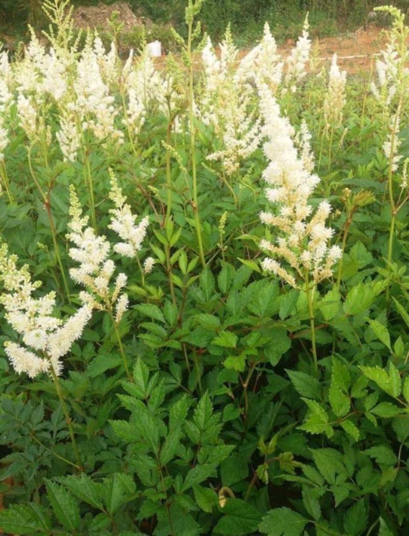 落新妇盆栽带花阳台庭院花卉植物四季常青