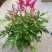 落新妇盆栽带花阳台庭院花卉植物四季常青