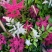 落新妇盆栽带花阳台庭院花卉植物四季常青