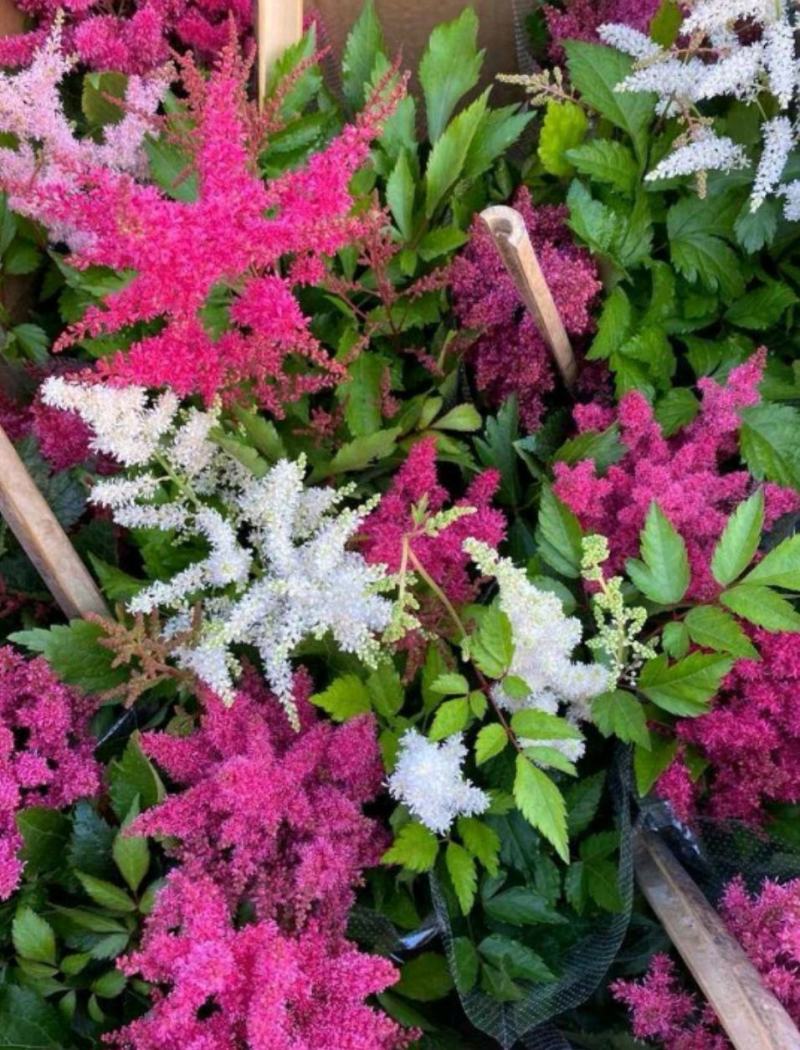 落新妇盆栽带花阳台庭院花卉植物四季常青