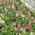 落新妇盆栽带花阳台庭院花卉植物四季常青