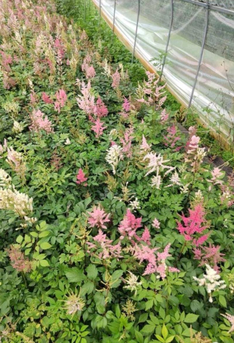 落新妇盆栽带花阳台庭院花卉植物四季常青