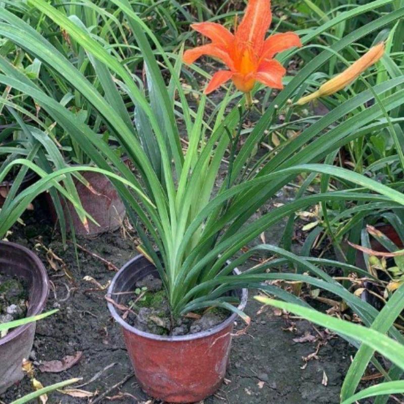 大花萱草批发地被草花植物绿化工程苗庭院