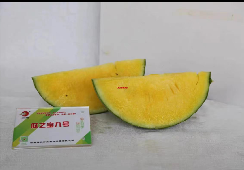 华之秀冰糖礼品西瓜种瓜瓤橙黄色14度不易空心皮薄果个均匀