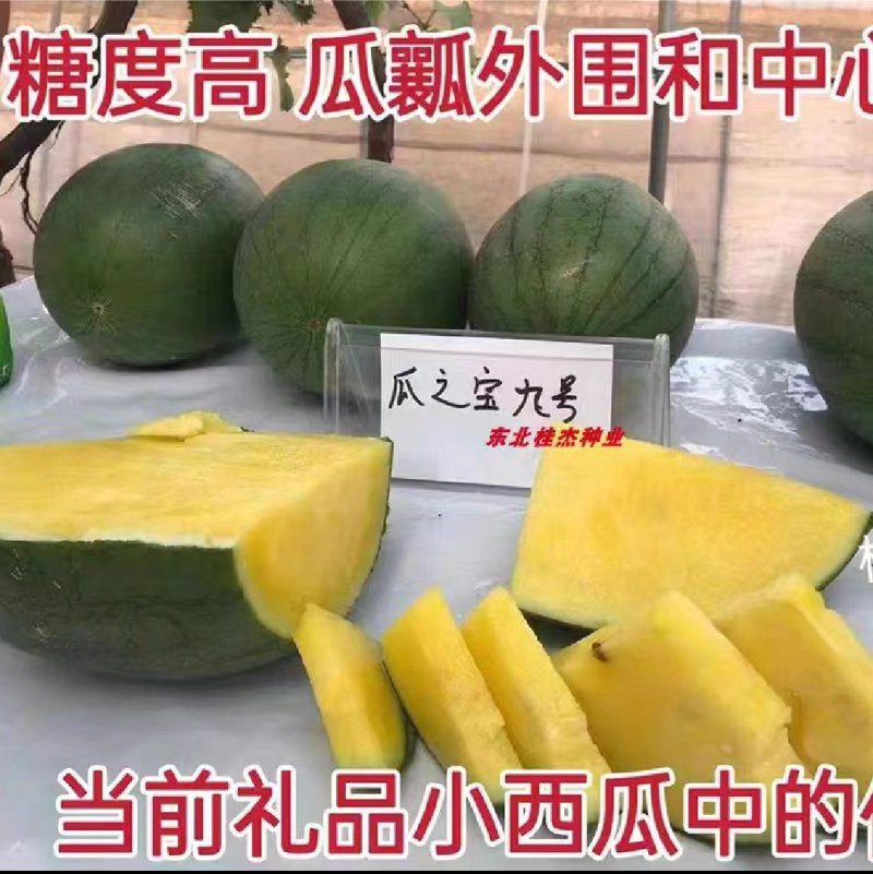 华之秀冰糖礼品西瓜种瓜瓤橙黄色14度不易空心皮薄果个均匀