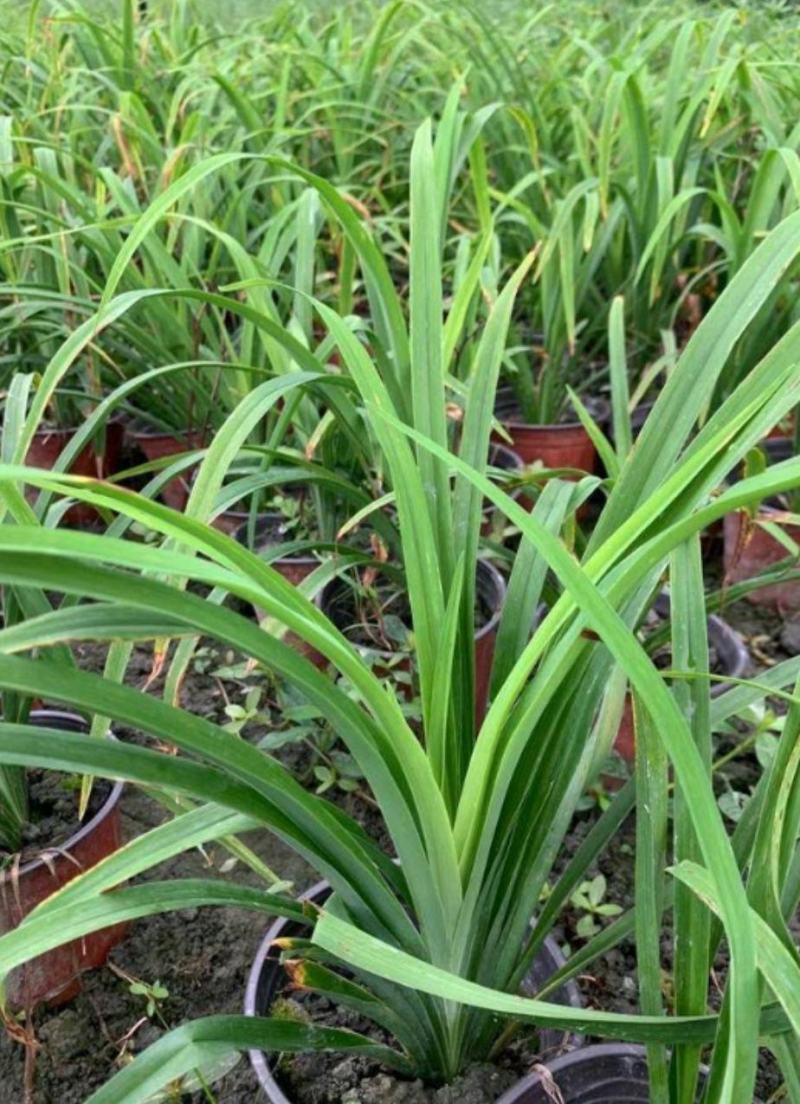 大花萱草批发地被草花植物绿化工程苗庭院