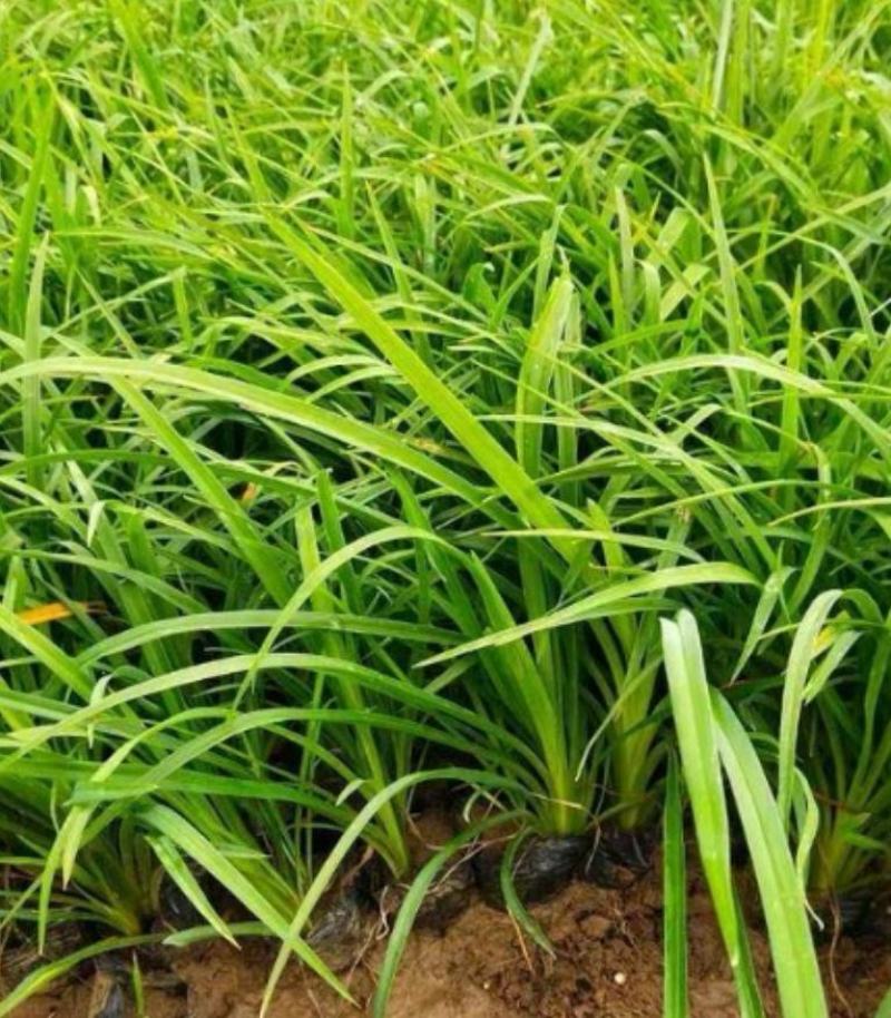 大花萱草批发地被草花植物绿化工程苗庭院
