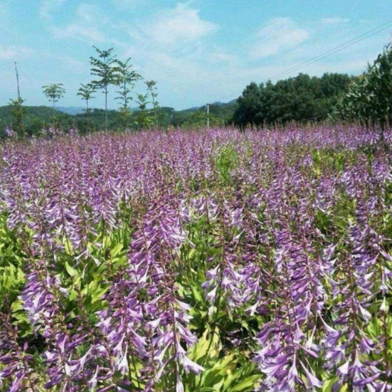 紫花玉簪大量供应耐寒耐旱室内盆栽花卉
