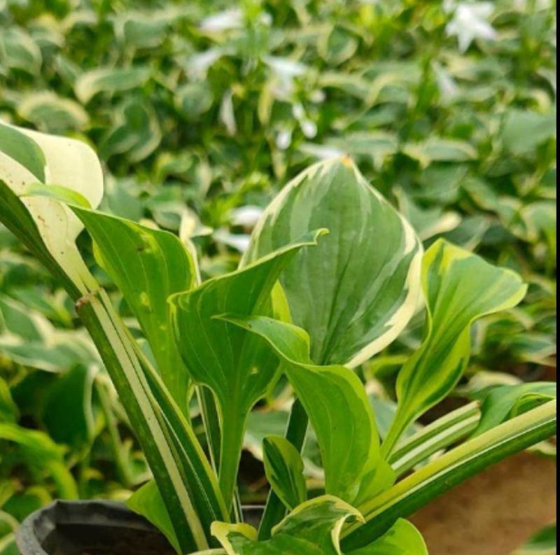 紫花玉簪大量供应耐寒耐旱室内盆栽花卉