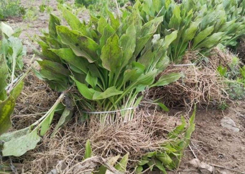 紫花玉簪大量供应耐寒耐旱室内盆栽花卉
