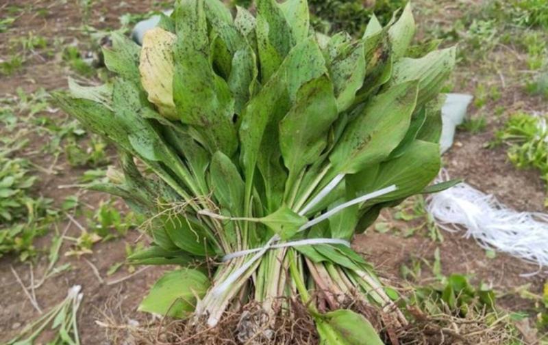 紫花玉簪大量供应耐寒耐旱室内盆栽花卉