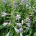 紫花玉簪大量供应耐寒耐旱室内盆栽花卉