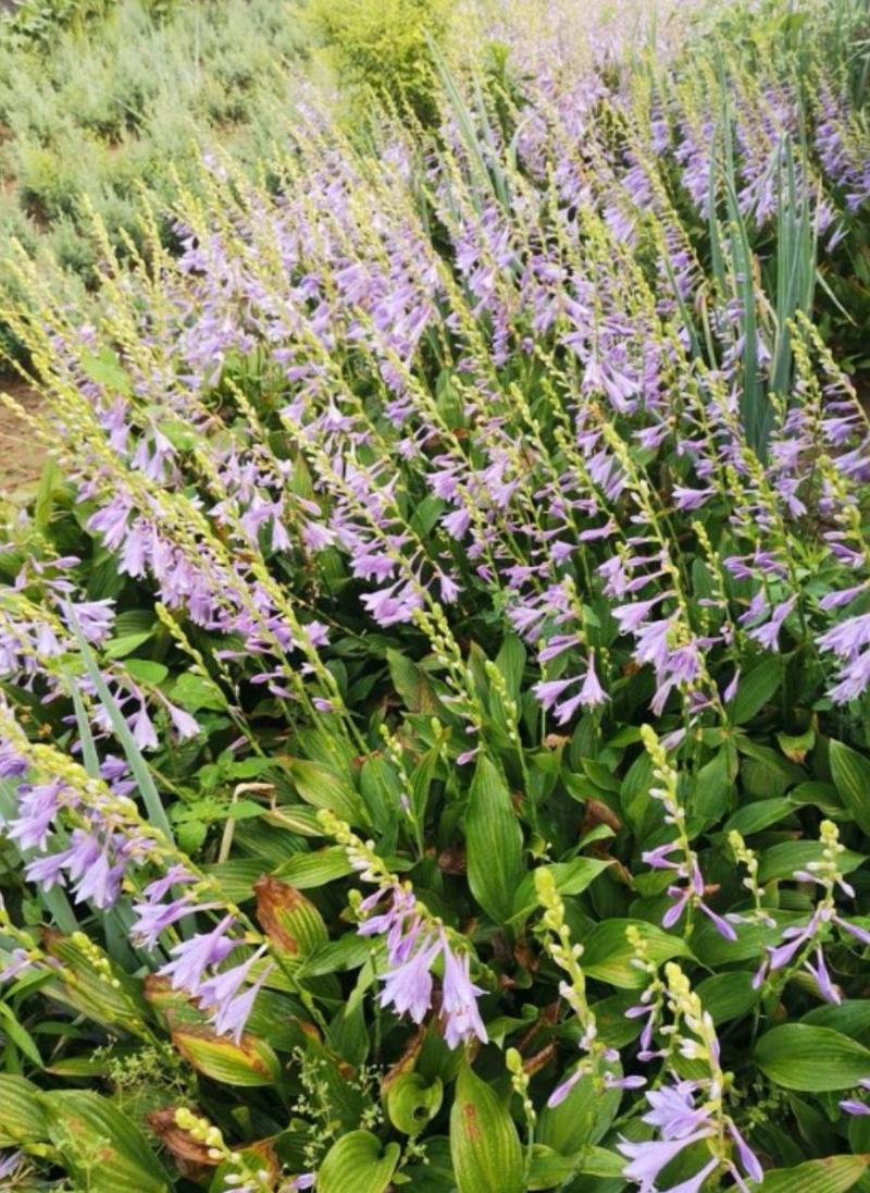 紫花玉簪大量供应耐寒耐旱室内盆栽花卉