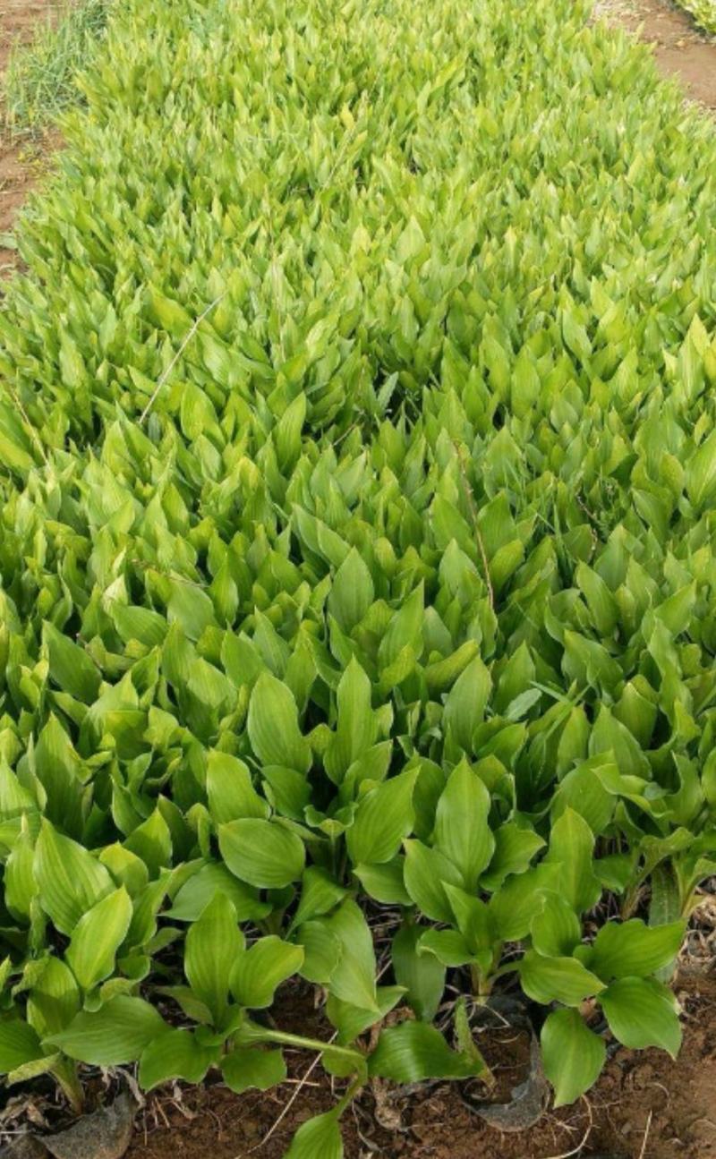 紫花玉簪大量供应耐寒耐旱室内盆栽花卉
