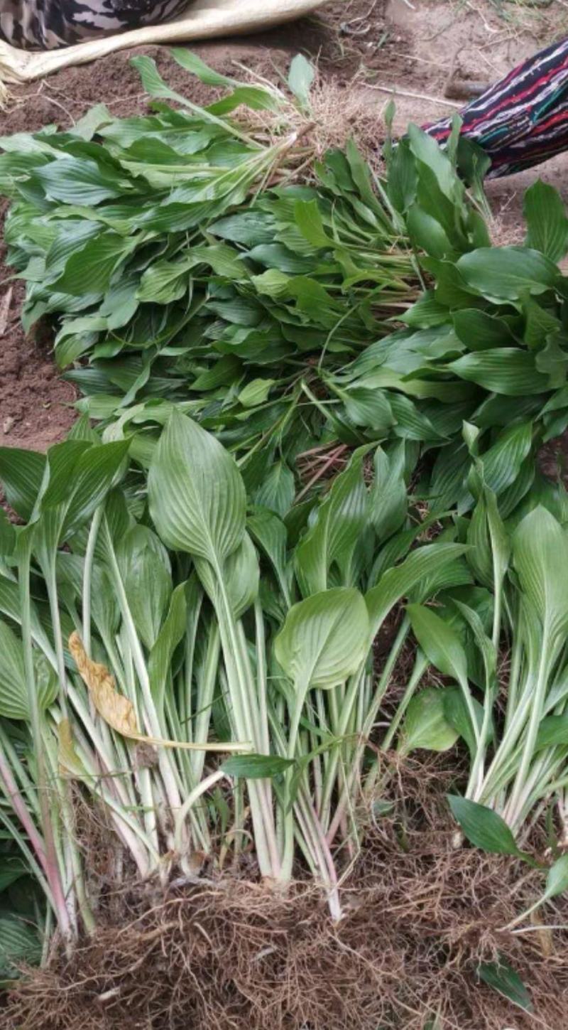紫花玉簪大量供应耐寒耐旱室内盆栽花卉