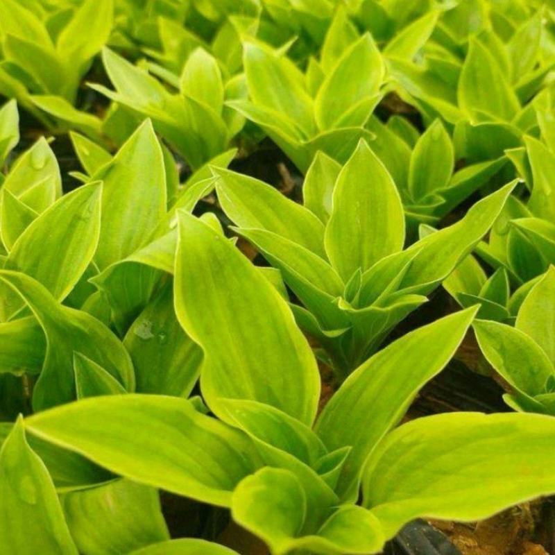 花叶玉簪庭院地被植物耐旱庭院优质