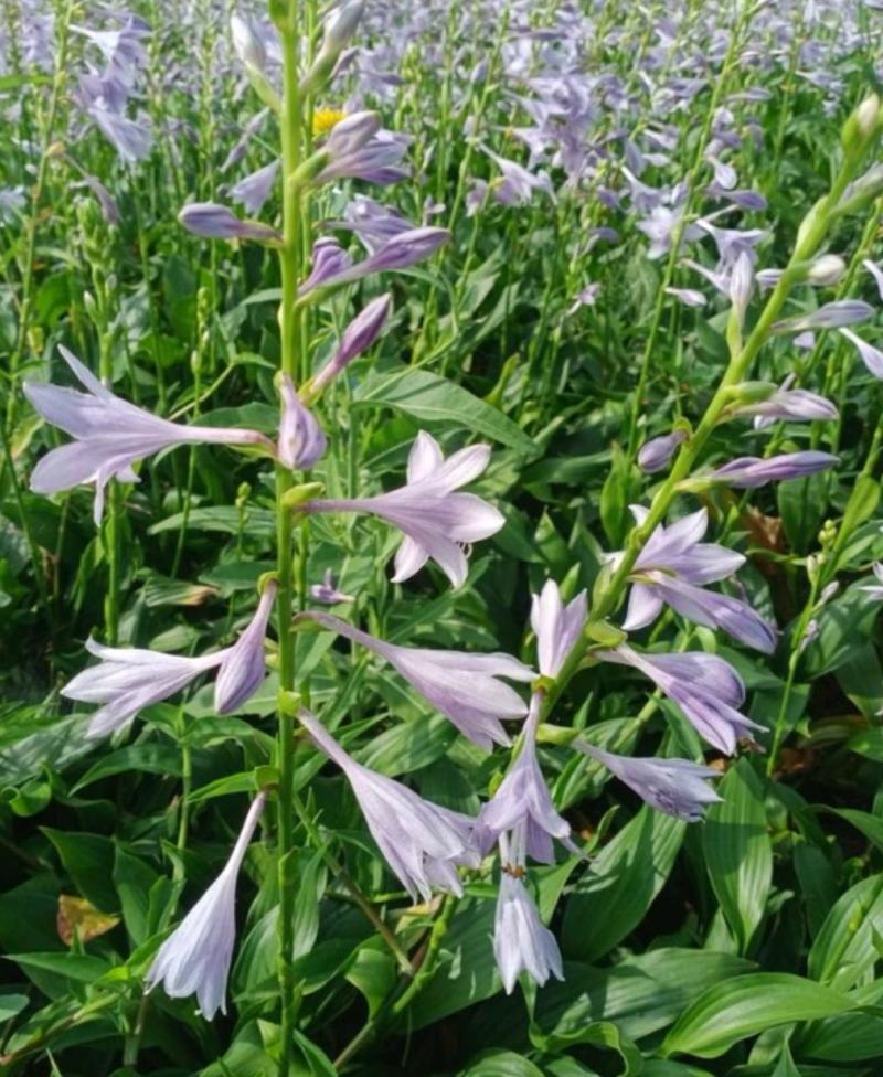 花叶玉簪庭院地被植物耐旱庭院优质