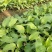 花叶玉簪庭院地被植物耐旱庭院优质