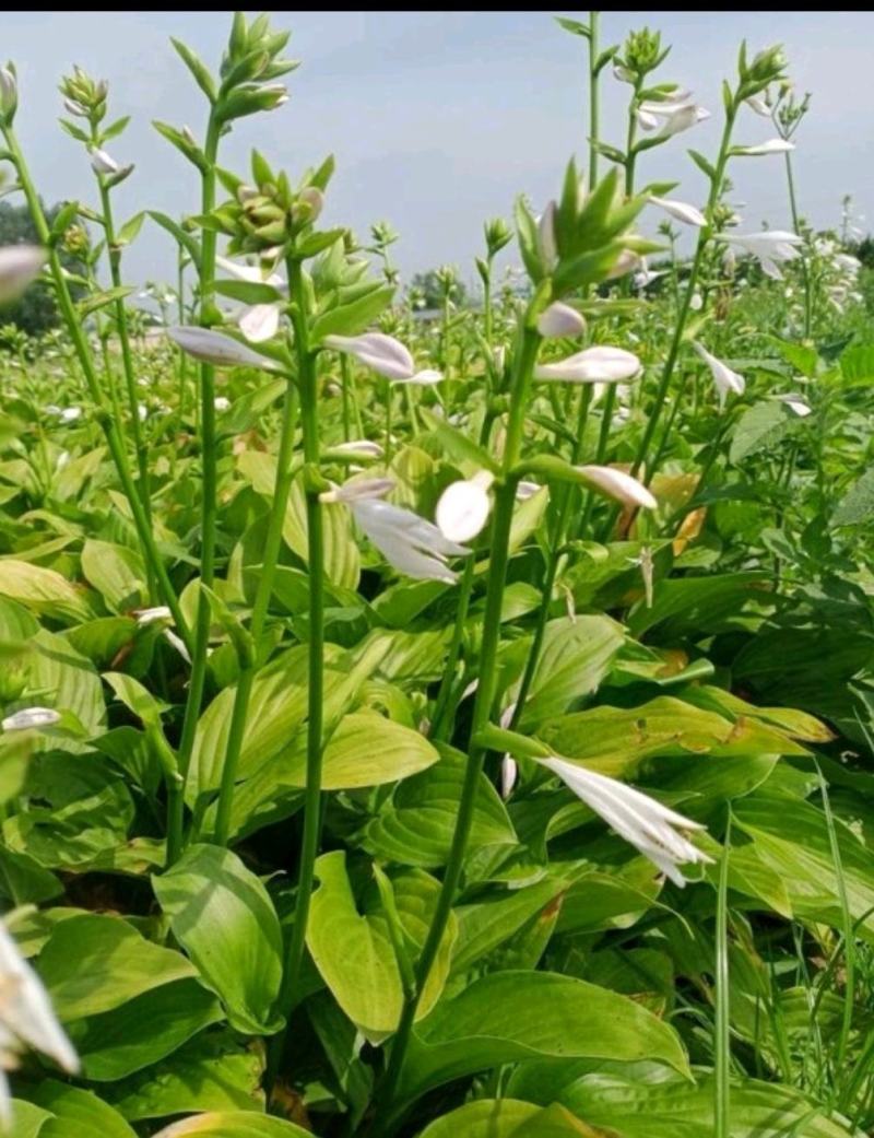 花叶玉簪庭院地被植物耐旱庭院优质