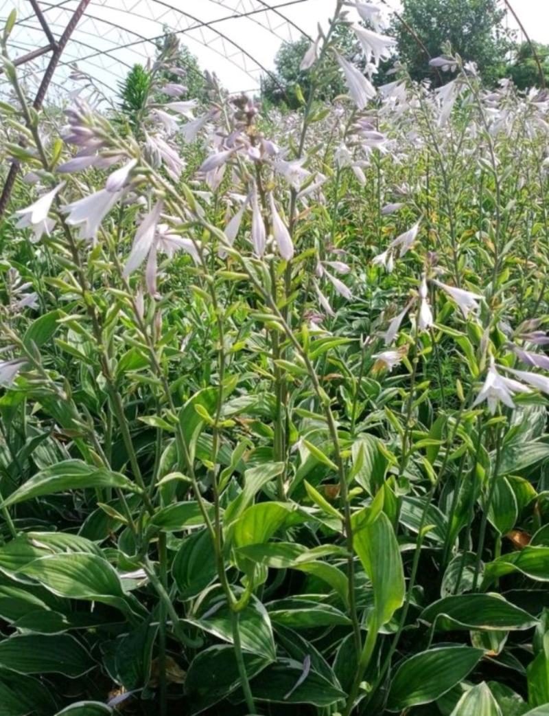花叶玉簪庭院地被植物耐旱庭院优质