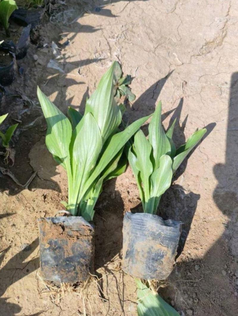 花叶玉簪庭院地被植物耐旱庭院优质