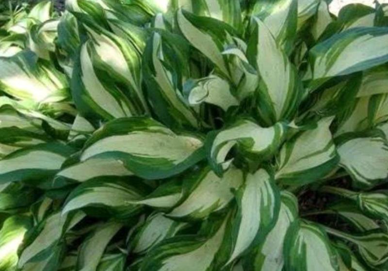花叶玉簪庭院地被植物耐旱庭院优质