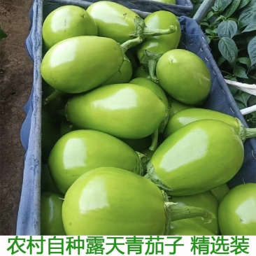 【高品质】周口青茄新鲜供应大量上市诚信经营