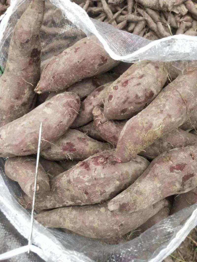 桂经八号紫薯