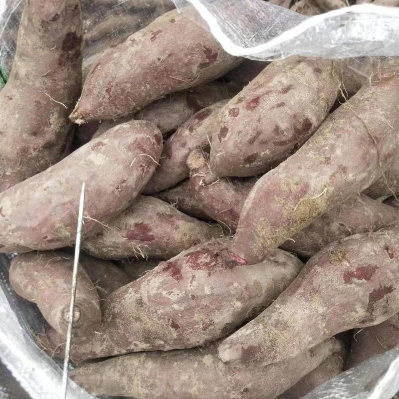桂经八号紫薯