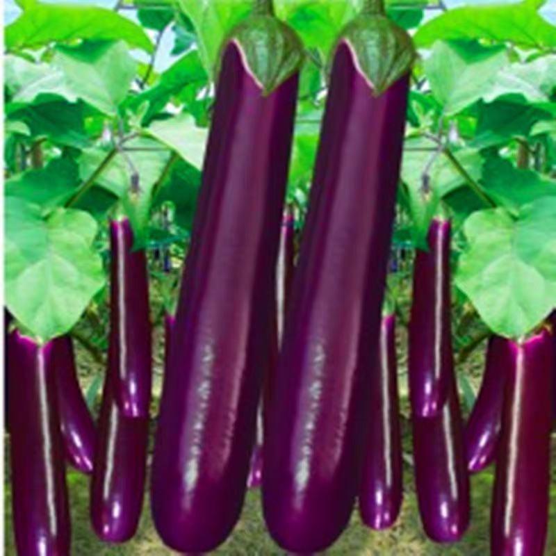 紫茄子长茄子货源充足质量很好产地看货欢迎订购
