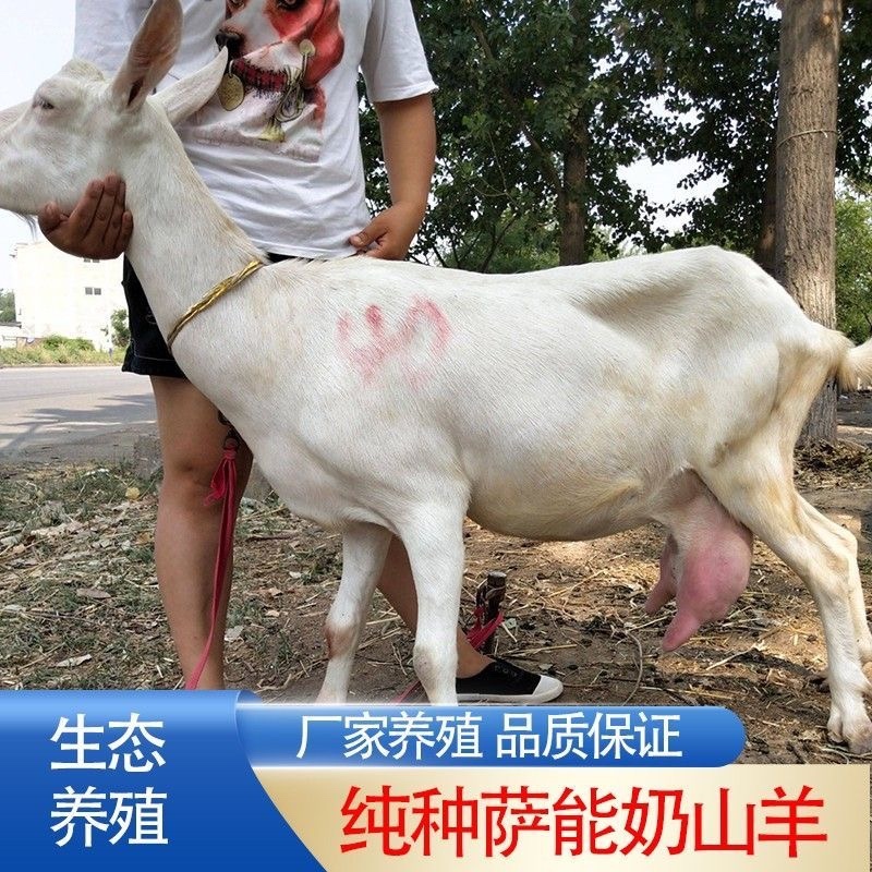 纯种萨能奶山羊羊羔种母羊买五送一货到付款