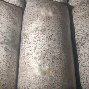 金耳菌包，大量供应不需要泡发直接炖煮，新鲜金耳菌包