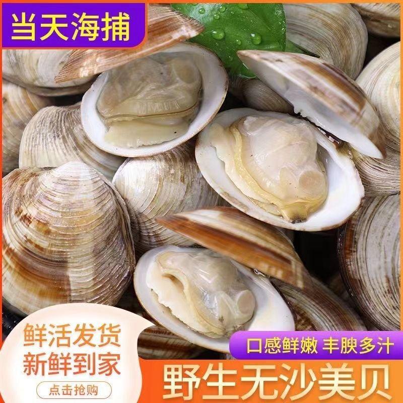 【无沙蛤蜊精选品质】蛤蜊无泥沙新鲜鲜活花蛤肉美贝花甲