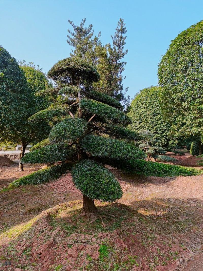 造型罗汉松，毛坯罗汉松，精品造型松，欢迎各位来电咨询