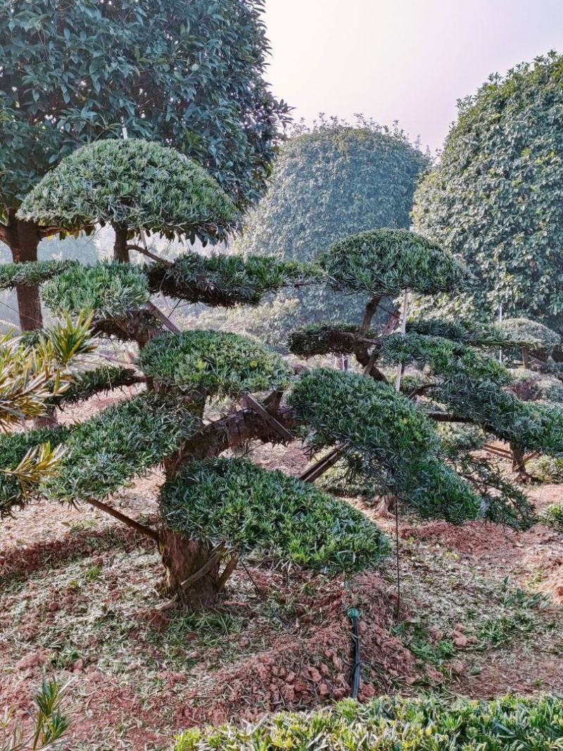 造型罗汉松，毛坯罗汉松，精品造型松，欢迎各位来电咨询